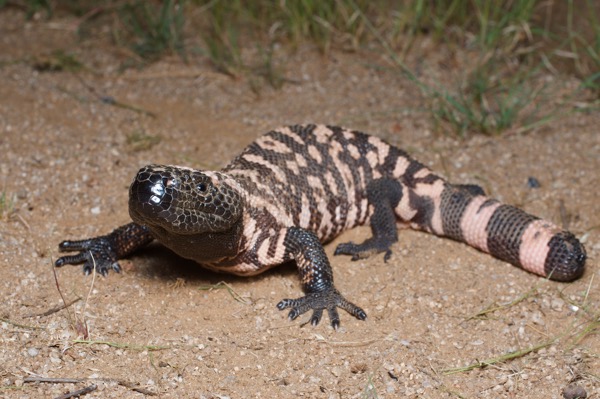 Reticulate Gila Monster (Heloderma suspectum suspectum)