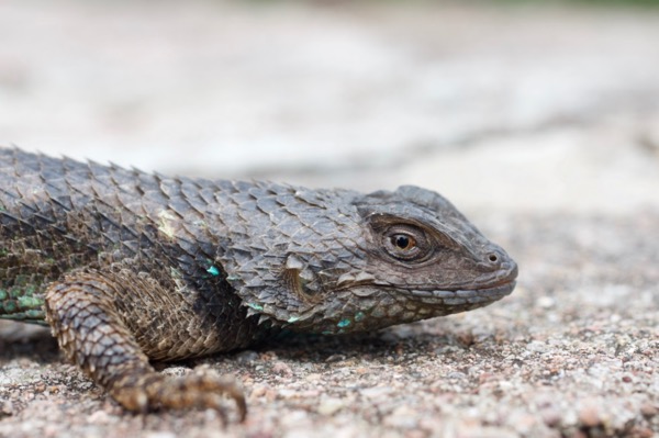 Sonoran Spiny Lizard (Sceloporus clarkii clarkii)