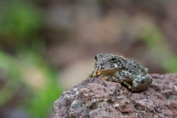 Canyon Treefrog (Hyla arenicolor)