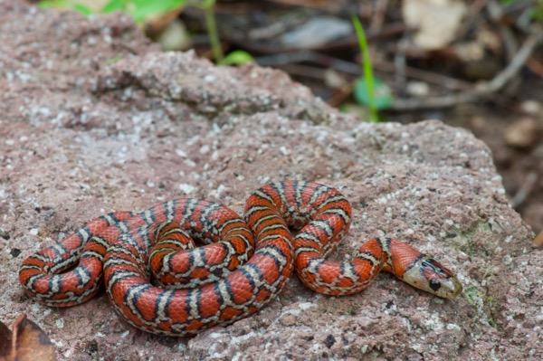 Madrean Mountain Kingsnake (Lampropeltis knoblochi)