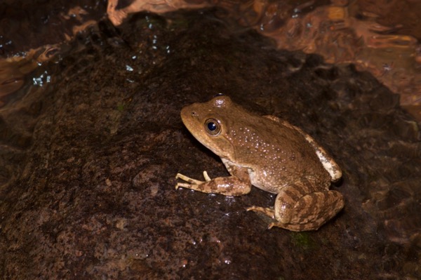 Tarahumara Frog (Lithobates tarahumarae)