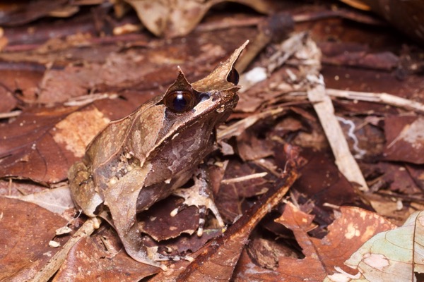 Malayan Horned Frog (Pelobatrachus nasutus)