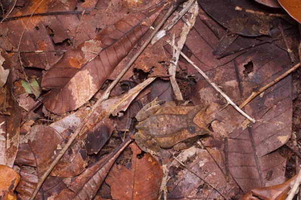 Malayan Horned Frog (Pelobatrachus nasutus)