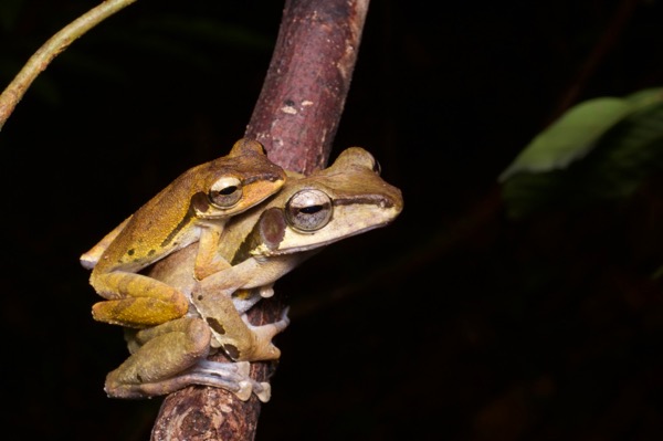 Dark-eared Treefrog (Polypedates macrotis)