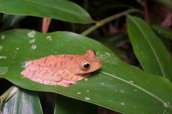 Harlequin Flying Frog (Rhacophorus pardalis)