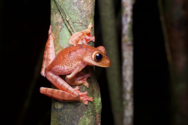 Harlequin Flying Frog (Rhacophorus pardalis)