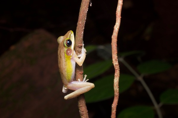 Large White-lipped Frog (Chalcorana megalonesa)