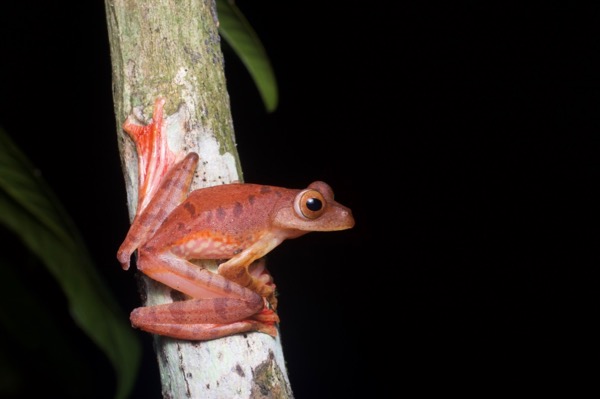 Harlequin Flying Frog (Rhacophorus pardalis)