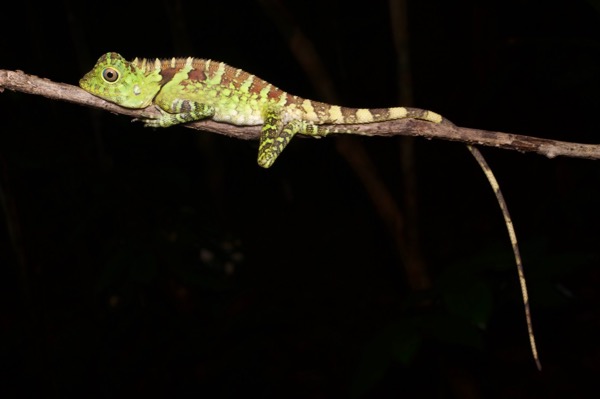 Blue-eyed Angle-headed Lizard (Gonocephalus liogaster)