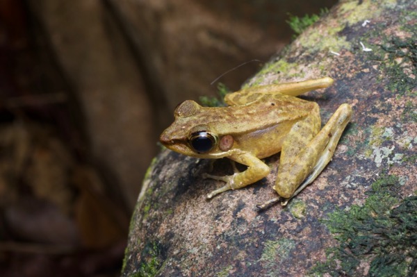 Penrissen Torrent Frog (Meristogenys penrissenensis)
