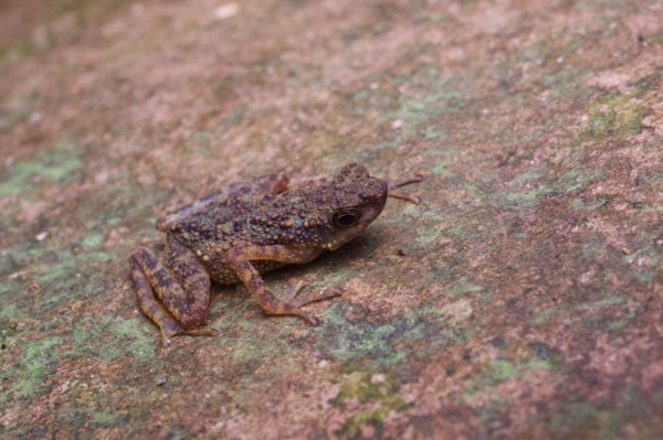 Dwarf Slender Toad (Ansonia minuta)