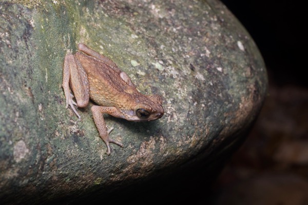 Brown Slender Toad (Ansonia leptopus)