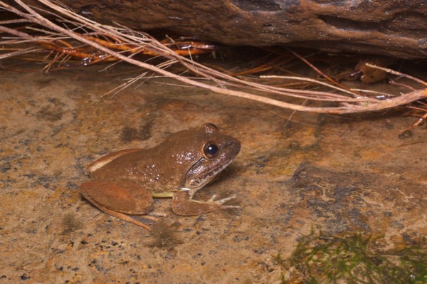 Broad-headed Creek Frog (Limnonectes kong)