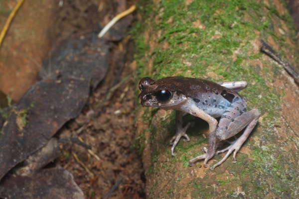 Sarawak Slender Litter Frog (Leptolalax gracilis)