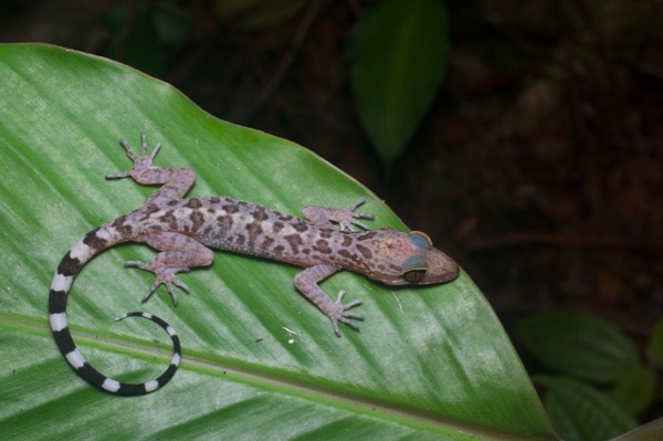 Inger’s Bent-toed Gecko (Cyrtodactylus pubisulcus)