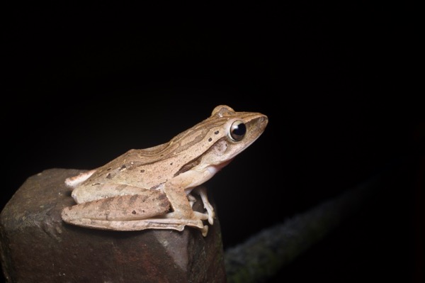 Four-lined Tree Frog (Polypedates leucomystax)