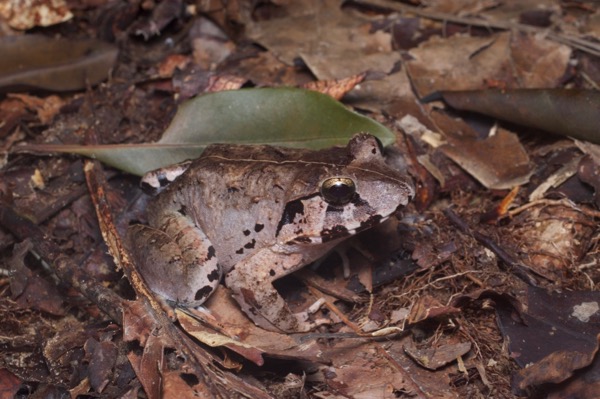 Malesian Frog (Limnonectes malesianus)