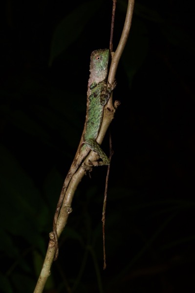 Black-lipped Shrub Lizard (Pelturagonia nigrilabris)