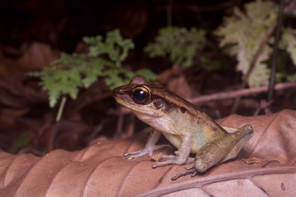 Western Torrent Frog (Meristogenys jerboa)