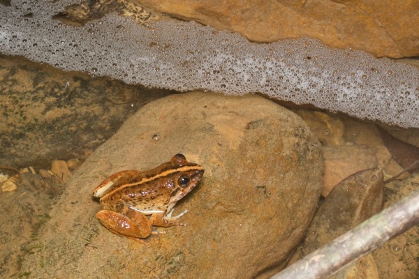 Matang Creek Frog (Limnonectes conspicillatus)