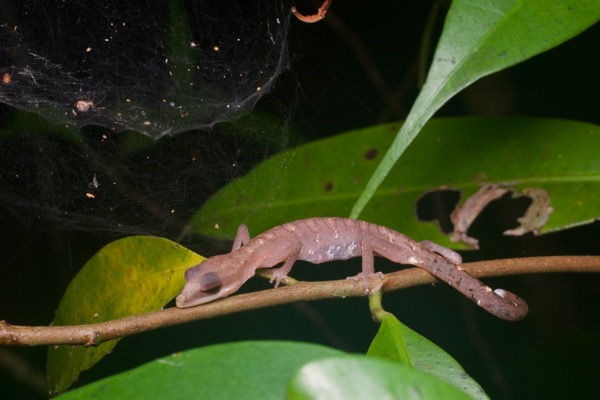 Cat Gecko (Aeluroscalabotes felinus)