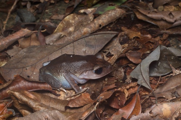 Lowland Litter Frog (Leptobrachium abbotti)