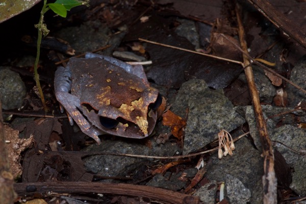 Lowland Litter Frog (Leptobrachium abbotti)