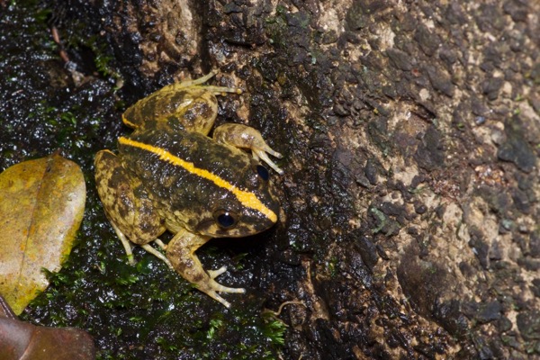 Rivulet Frog (Limnonectes hikidai)