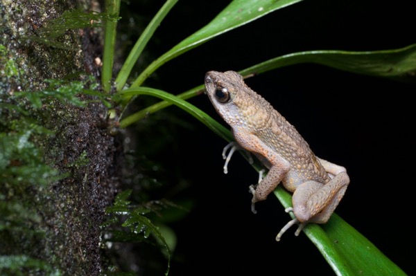 Brown Slender Toad (Ansonia leptopus)