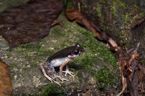 Sarawak Slender Litter Frog (Leptolalax gracilis)