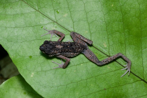 Spiny Slender Toad (Ansonia spinulifer)