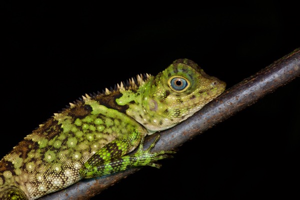 Blue-eyed Angle-headed Lizard (Gonocephalus liogaster)