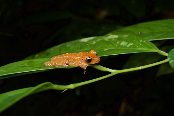 Cinnamon Frog (Nyctixalus pictus)