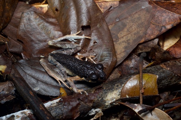 Sarawak Slender Litter Frog (Leptolalax gracilis)