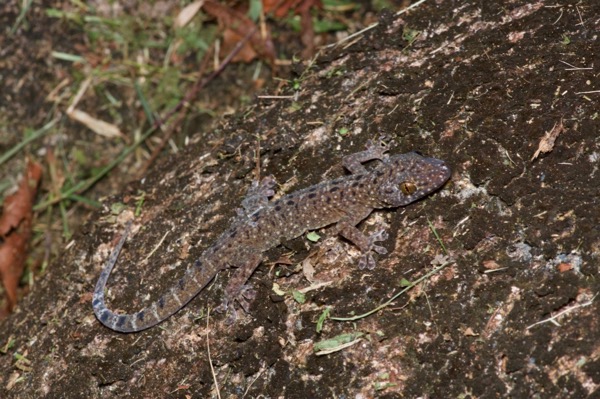 Spotted House Gecko (Gekko monarchus)