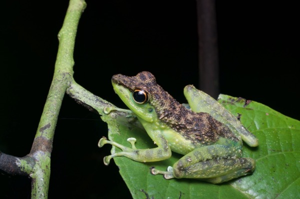 Black-spotted Rock Skipper (Staurois guttatus)