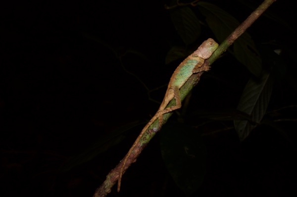 Black-lipped Shrub Lizard (Pelturagonia nigrilabris)