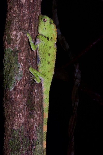 Doria’s Angle-headed Lizard (Gonocephalus doriae)