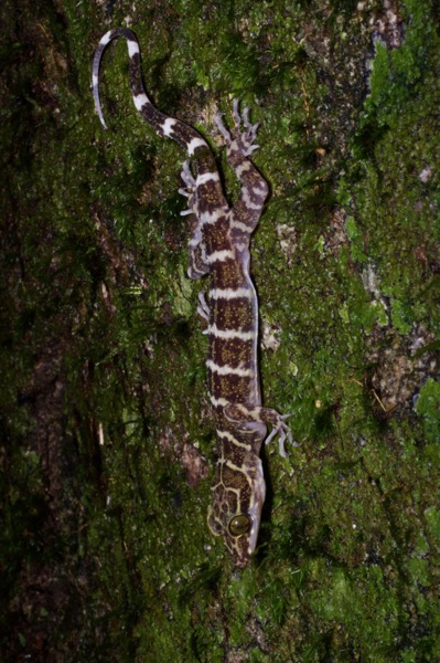 Peters’s Bent-toed Gecko (Cyrtodactylus consobrinus)