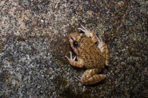 Rivulet Frog (Limnonectes hikidai)