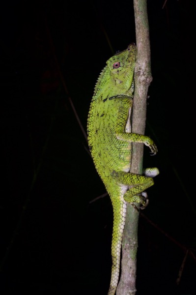 Doria’s Angle-headed Lizard (Gonocephalus doriae)