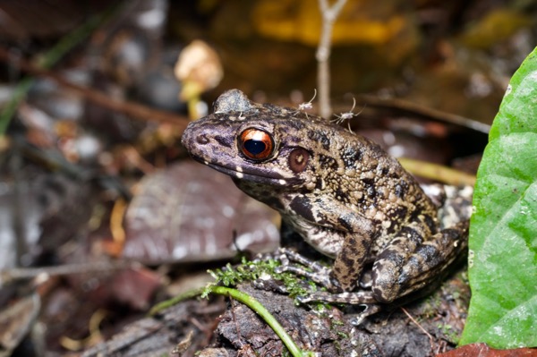 Rough-sided Frog (Pulchrana glandulosa)