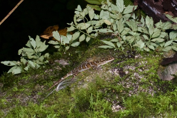 Borneo Bent-toed Gecko (Cyrtodactylus malayanus)