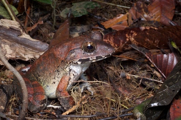 Malesian Frog (Limnonectes malesianus)