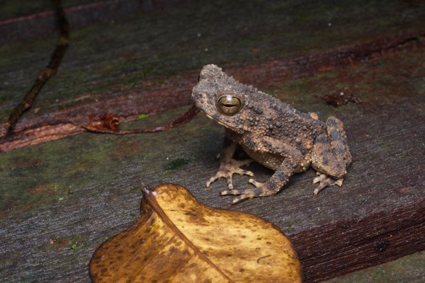 River Toad (Phrynoidis asper)