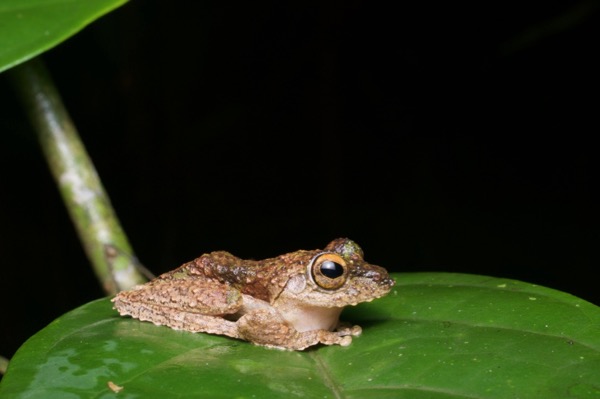 Chasen’s Frilled Tree Frog (Kurixalus chaseni)