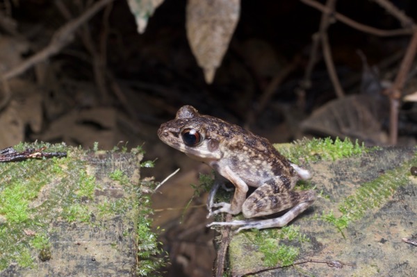 Rough-sided Frog (Pulchrana glandulosa)