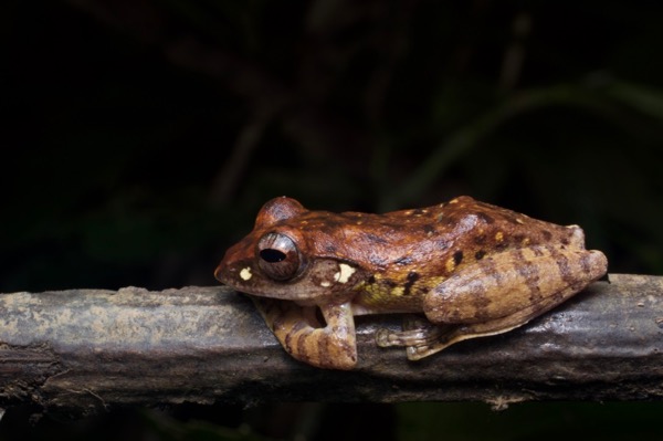 Banded Tree Frog (Leptomantis fasciatus)