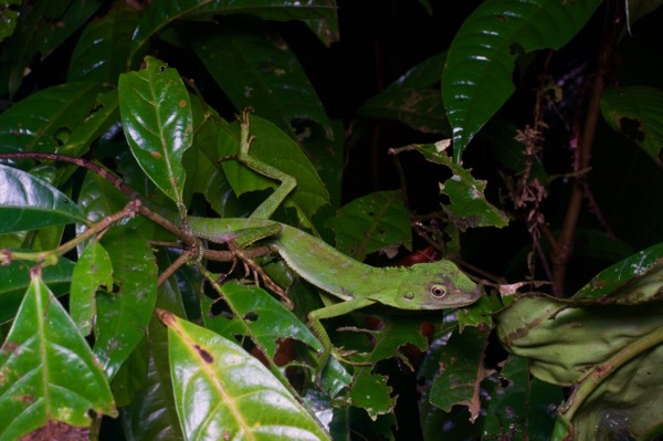 Green Crested Lizard (Bronchocela cristatella)