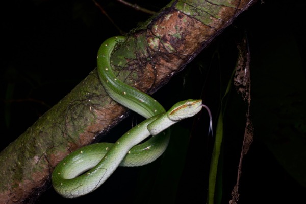 Bornean Keeled Green Pit Viper (Tropidolaemus subannulatus)